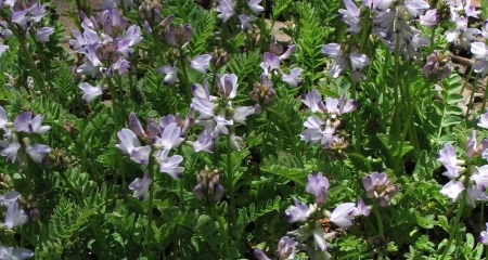 astragalus alpinus